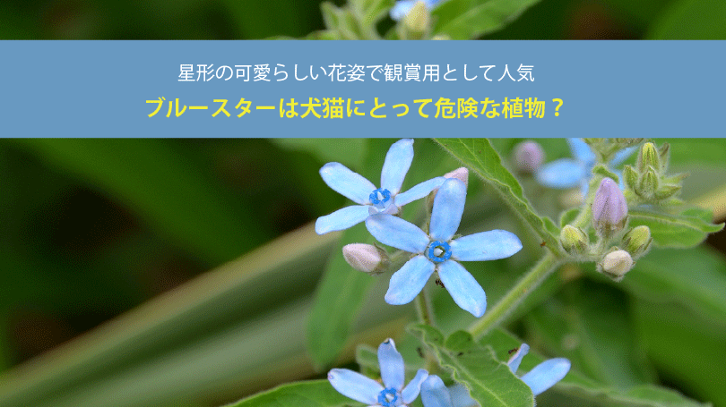 ブルースターは犬猫にとって危険な植物？星形の可愛らしい花姿で観賞用として人気