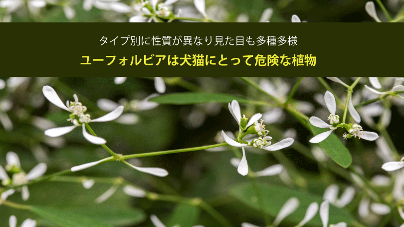 ユーフォルビアは犬猫にとって危険な植物。タイプ別に性質が異なり見た目も多種多様
