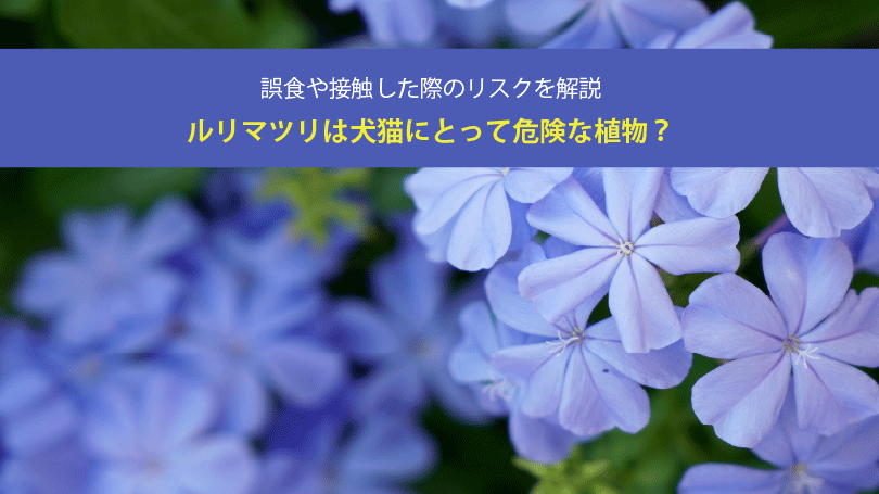ルリマツリは犬猫にとって危険な植物？誤食や接触した際のリスクを解説