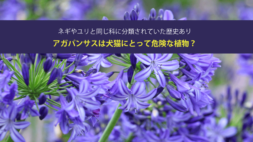 アガパンサスは犬猫にとって危険な植物？ネギやユリと同じ科に分類されていた歴史あり