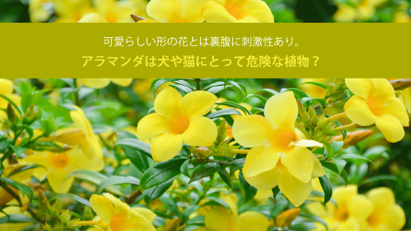 アラマンダは犬や猫にとって危険な植物？可愛らしい形の花とは裏腹に刺激性あり。