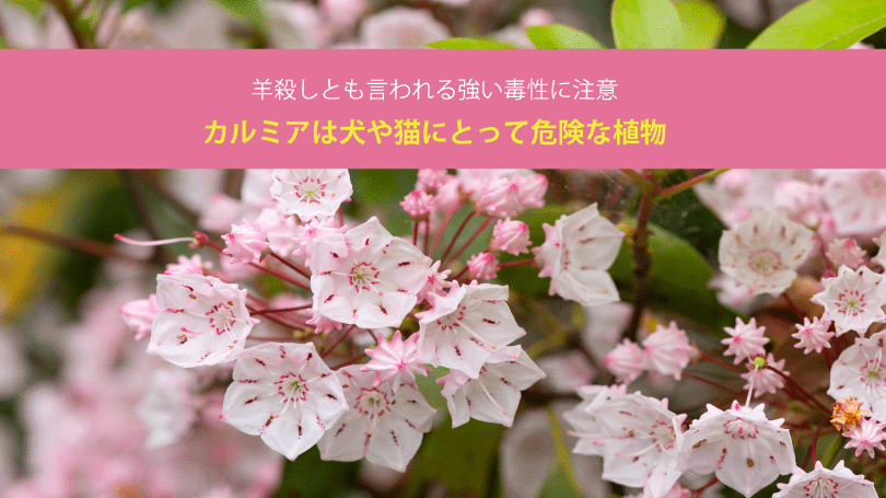 カルミアは犬や猫にとって危険な植物。羊殺しとも言われる強い毒性に注意