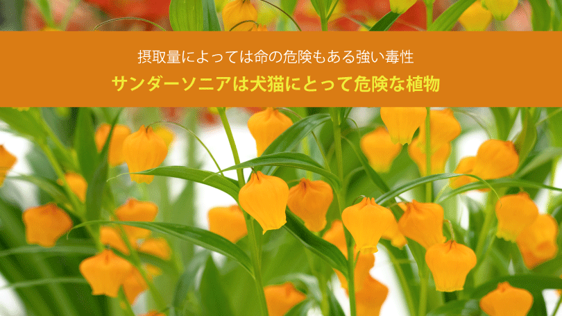 サンダーソニアは犬猫にとって危険な植物！摂取量によっては命の危険もある強い毒性
