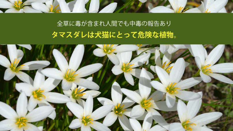 タマスダレは犬猫にとって危険な植物。全草に毒が含まれ人間でも中毒の報告あり