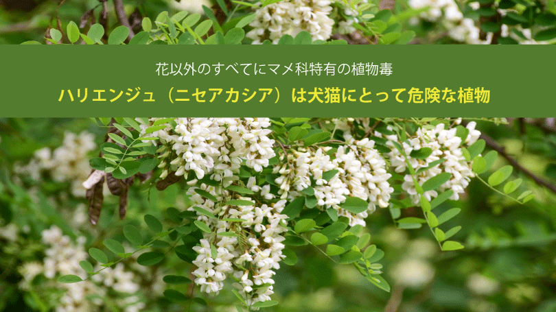 ハリエンジュ（ニセアカシア）は犬猫にとって危険な植物。花以外のすべてにマメ科特有の植物毒