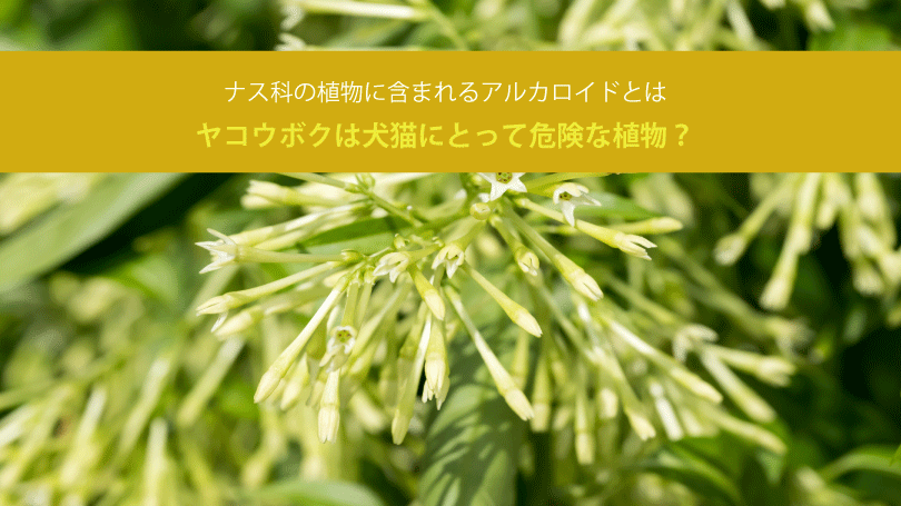 ヤコウボクは犬猫にとって危険な植物？ナス科の植物に含まれるアルカロイドとは