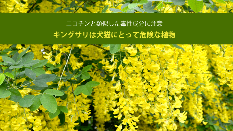キングサリは犬猫にとって危険な植物。ニコチンと類似した毒性成分に注意