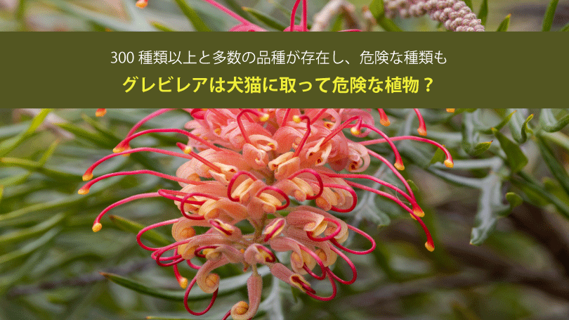 グレビレアは犬猫に取って危険な植物？300種類以上と多数の品種が存在し、危険な種類も