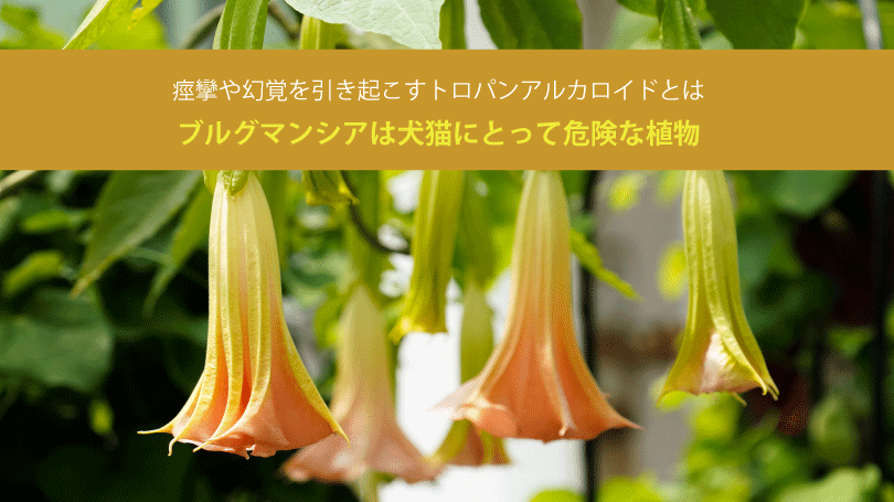 ブルグマンシアは犬猫にとって危険な植物。痙攣や幻覚を引き起こすトロパンアルカロイドとは