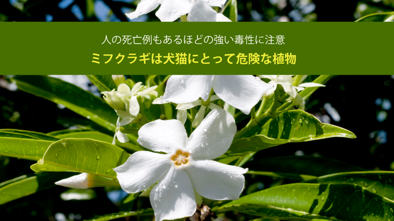 ミフクラギは犬猫にとって危険な植物。人の死亡例もあるほどの強い毒性に注意