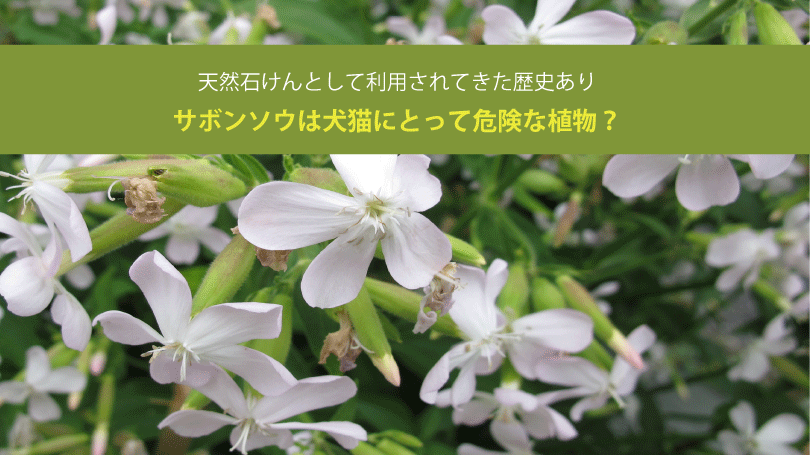 サボンソウは犬猫にとって危険な植物？天然石けんとして利用されてきた歴史あり