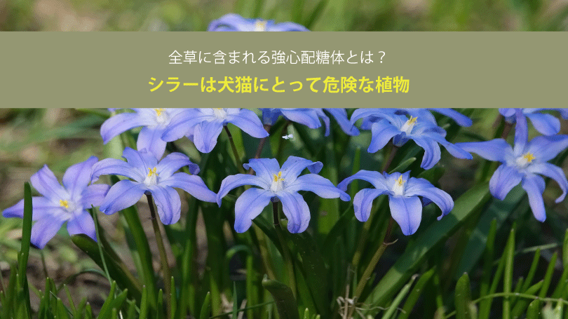 シラーは犬猫にとって危険な植物。全草に含まれる強心配糖体とは？