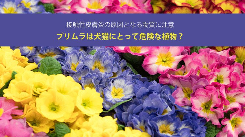 プリムラは犬猫にとって危険な植物？接触性皮膚炎の原因となる物質に注意