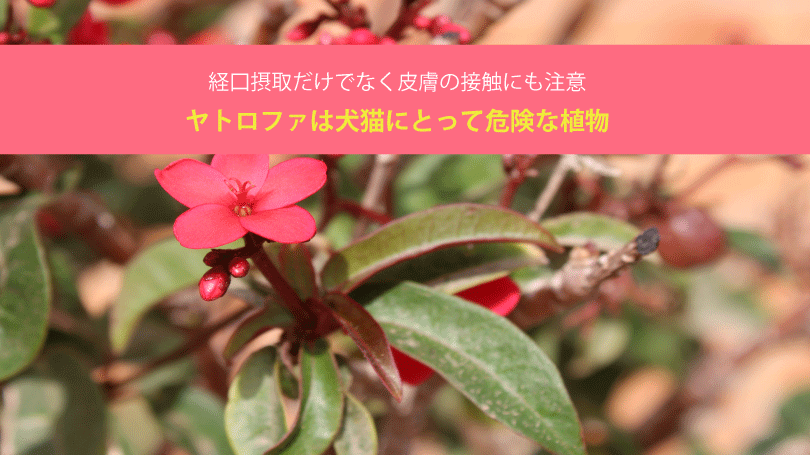 ヤトロファは犬猫にとって危険な植物。経口摂取だけでなく皮膚の接触にも注意