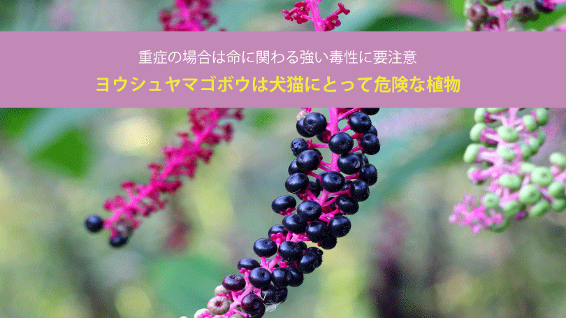 ヨウシュヤマゴボウは犬猫にとって危険な植物。重症の場合は命に関わる強い毒性に要注意