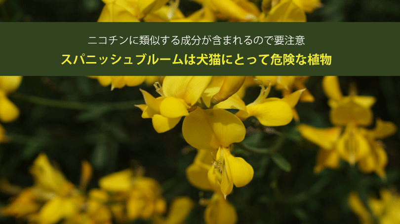 スパニッシュブルームは犬猫にとって危険な植物。ニコチンに類似する成分が含まれるので要注意