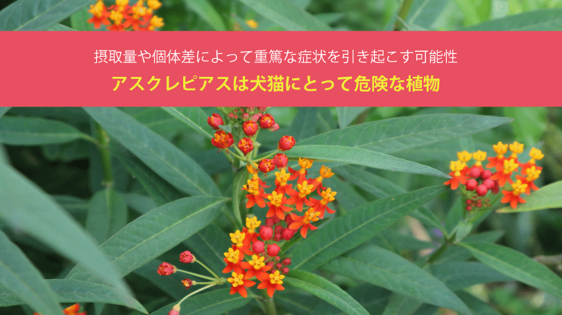 アスクレピアスは犬猫にとって危険な植物。摂取量や個体差によって重篤な症状を引き起こす可能性