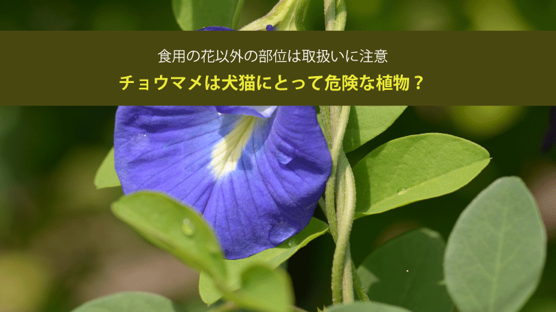 チョウマメは犬猫にとって危険な植物？食用の花以外の部位は取扱いに注意