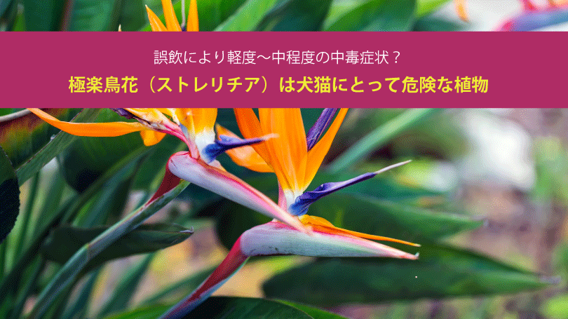極楽鳥花（ストレリチア）は犬猫にとって危険な植物。誤飲により軽度～中程度の中毒症状？