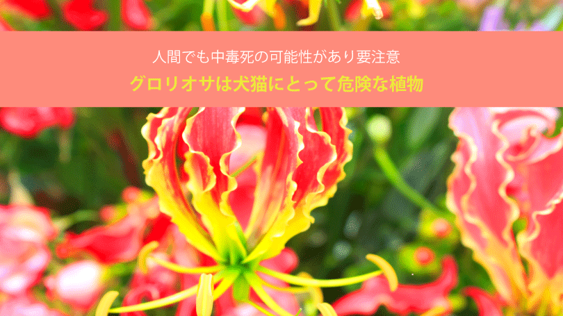 グロリオサは犬猫にとって危険な植物。人間でも中毒死の可能性があり要注意