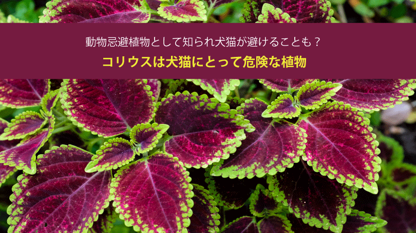 コリウスは犬猫にとって危険な植物。動物忌避植物として知られ犬猫が避けることも？