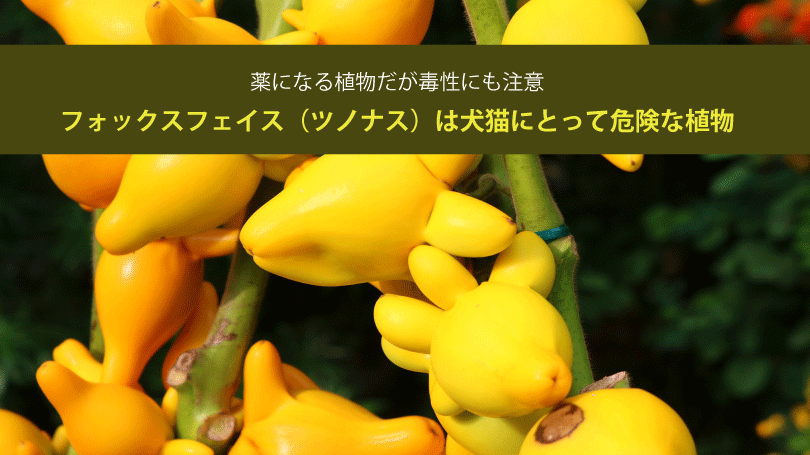 フォックスフェイス（ツノナス）は犬猫にとって危険な植物。薬になる植物だが毒性にも注意