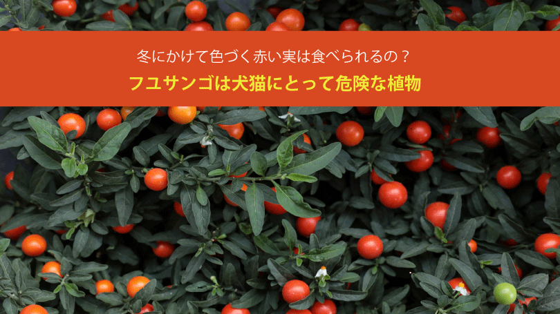 フユサンゴは犬猫にとって危険な植物。冬にかけて色づく赤い実は食べられるの？