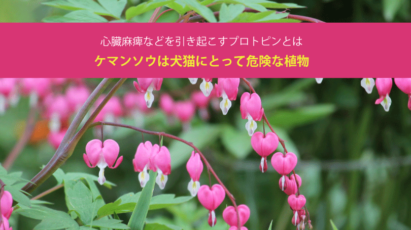 ケマンソウは犬猫にとって危険な植物？心臓麻痺などを引き起こすプロトピンとは