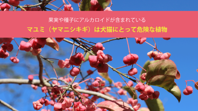 マユミ（ヤマニシキギ）は犬猫にとって危険な植物。果実や種子にアルカロイドが含まれている
