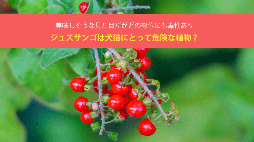 ジュズサンゴは犬猫にとって危険な植物？美味しそうな見た目だがどの部位にも毒性あり