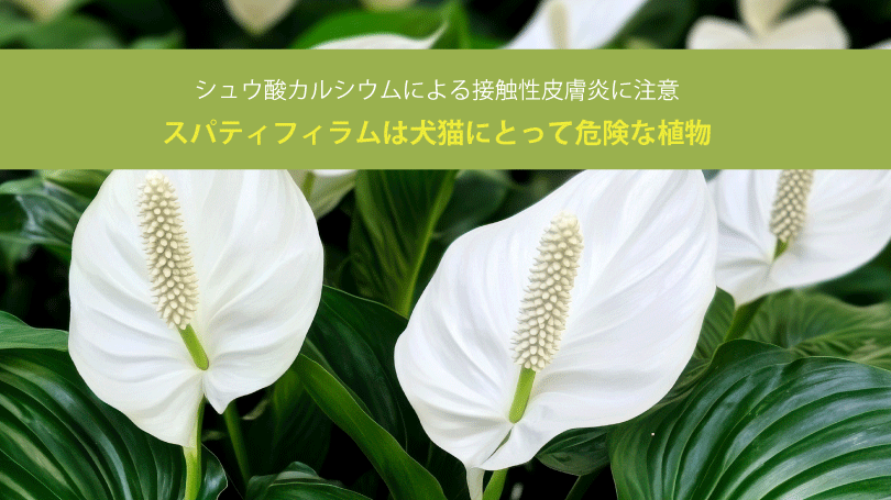 スパティフィラムは犬猫にとって危険な植物。シュウ酸カルシウムによる接触性皮膚炎に注意