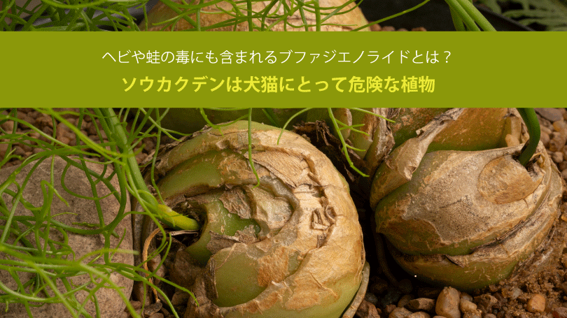 ソウカクデンは犬猫にとって危険な植物。ヘビや蛙の毒にも含まれるブファジエノライドとは？
