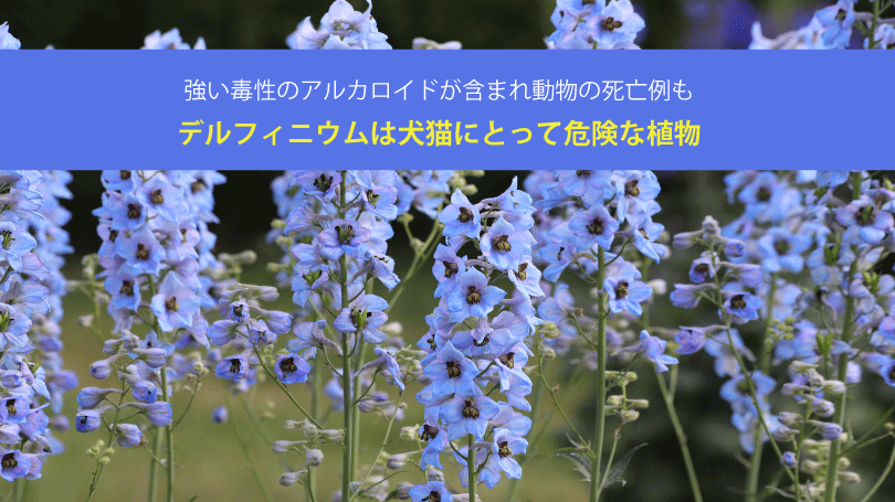 デルフィニウムは犬猫にとって危険な植物。強い毒性のアルカロイドが含まれ動物の死亡例も