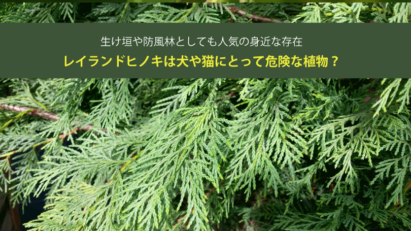 レイランドヒノキは犬や猫にとって危険な植物？生け垣や防風林としても人気の身近な存在