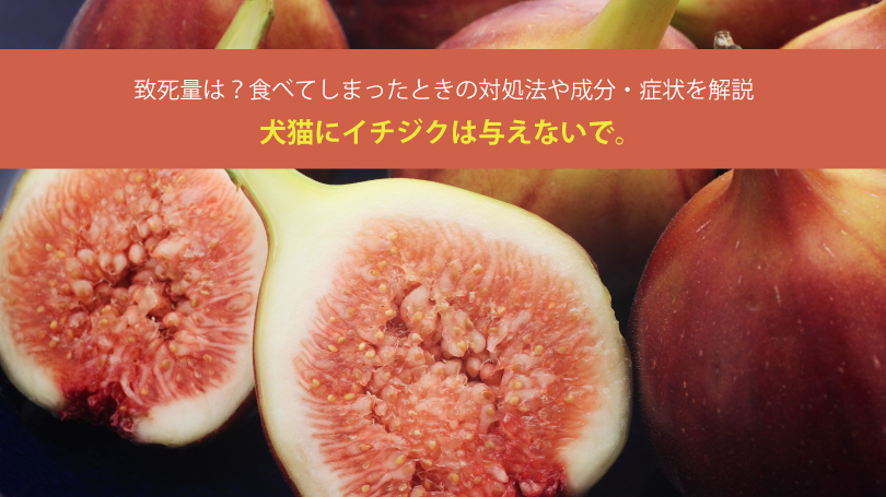 犬猫にイチジクは与えないで。致死量は？食べてしまったときの対処法や成分・症状を解説