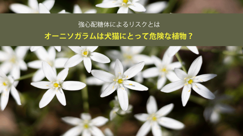 オーニソガラムは犬猫にとって危険な植物？強心配糖体によるリスクとは
