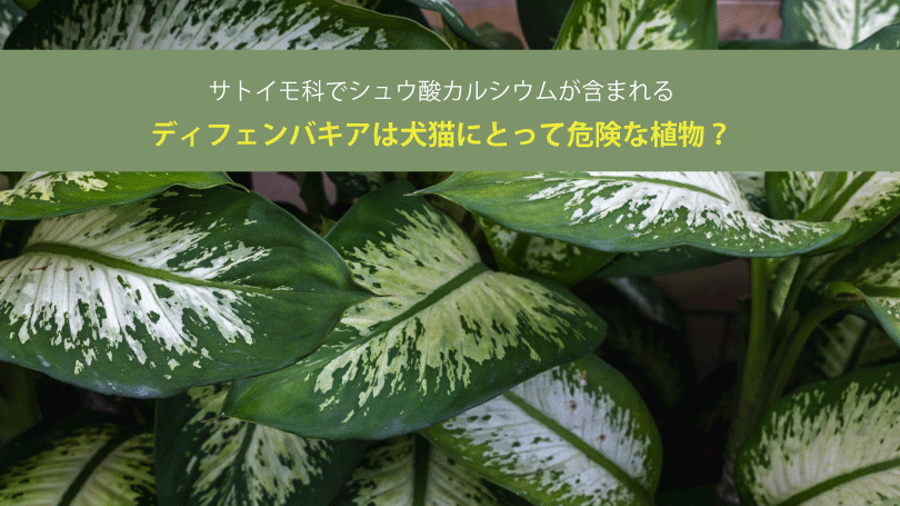 ディフェンバキアは犬猫にとって危険な植物？サトイモ科でシュウ酸カルシウムが含まれる