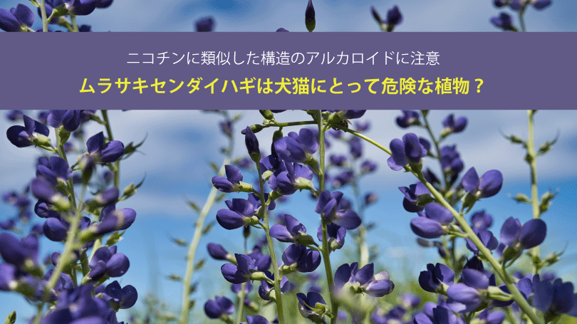 ムラサキセンダイハギは犬猫にとって危険な植物？ニコチンに類似した構造のアルカロイドに注意