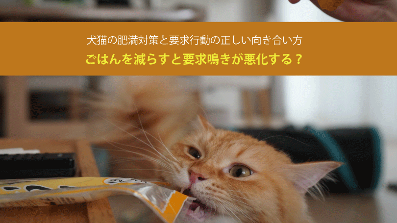 ごはんを減らすと要求鳴きが悪化する？犬猫の肥満対策と要求行動の正しい向き合い方