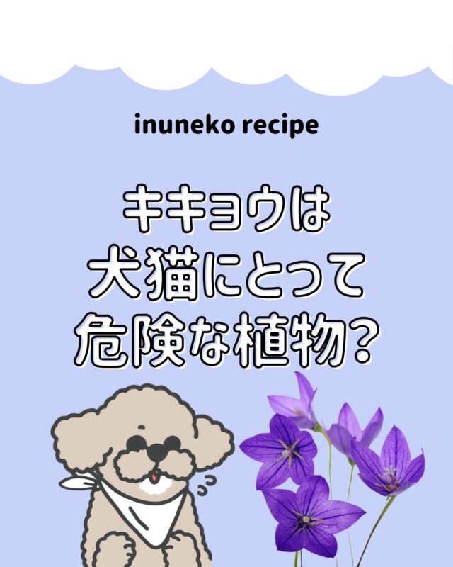 紫色の花びらが美しいキキョウは犬猫にとって危険な植物？？🐶🐱

より詳しい記事が、「犬猫レシピ」のサイトにも掲載されています〇
プロフィールのURLから、ぜひご覧下さい♪

#犬猫レシピ
#手作りごはん #ペットのいる暮らし #犬のいる暮らし #猫のいる暮らし #ペット栄養 #健康ごはん #愛犬ごはん #愛猫ごはん #ペットの食事 #安心安全