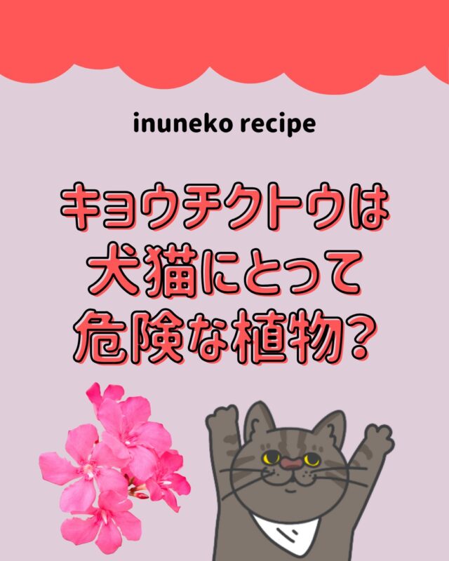 夏になると白・赤・ピンク・紫など様々な色の花を咲かせるキョウチクトウは犬猫にとって危険な植物？？🐶🐱

#犬猫レシピ
#手作りごはん #ペットのいる暮らし #犬のいる暮らし #猫のいる暮らし #ペット栄養 #健康ごはん #愛犬ごはん #愛猫ごはん #ペットの食事 #安心安全