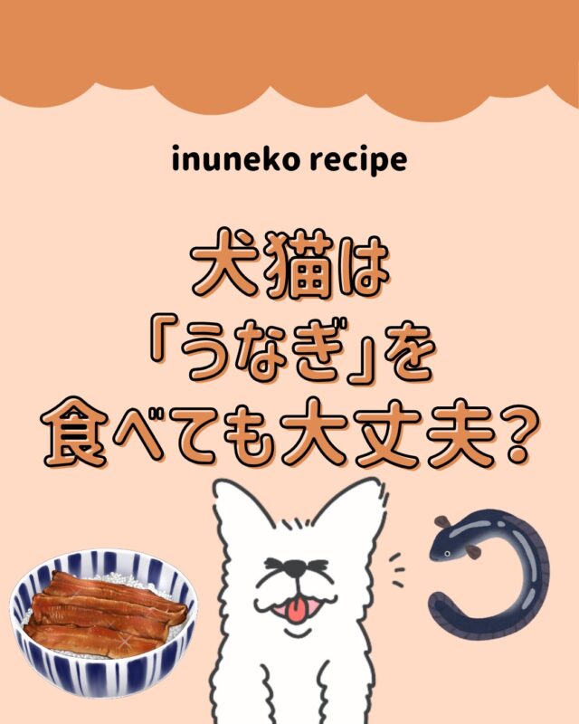 栄養たっぷり！夏のスタミナ源であるうなぎは犬猫が食べても大丈夫？？🐶🐱

より詳しい記事が、「犬猫レシピ」のサイトにも掲載されています〇
プロフィールのURLから、ぜひご覧下さい♪

#犬猫レシピ
#手作りごはん #ペットのいる暮らし #犬のいる暮らし #猫のいる暮らし #ペット栄養 #健康ごはん #愛犬ごはん #愛猫ごはん #ペットの食事 #安心安全