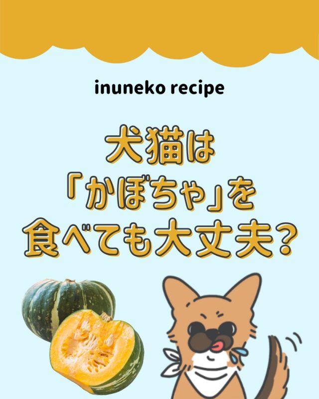 緑黄色野菜の代表格であるかぼちゃは犬猫が食べても大丈夫？？🐶🐱

より詳しい記事が、「犬猫レシピ」のサイトにも掲載されています〇
プロフィールのURLから、ぜひご覧下さい♪
　
#犬猫レシピ
#手作りごはん #ペットのいる暮らし #犬のいる暮らし #猫のいる暮らし #ペット栄養 #健康ごはん #愛犬ごはん #愛猫ごはん #ペットの食事 #安心安全